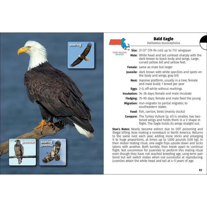 Birds of Massachusetts