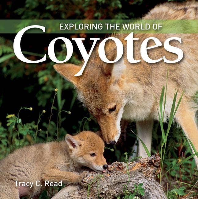 Exploring The World Of Coyotes