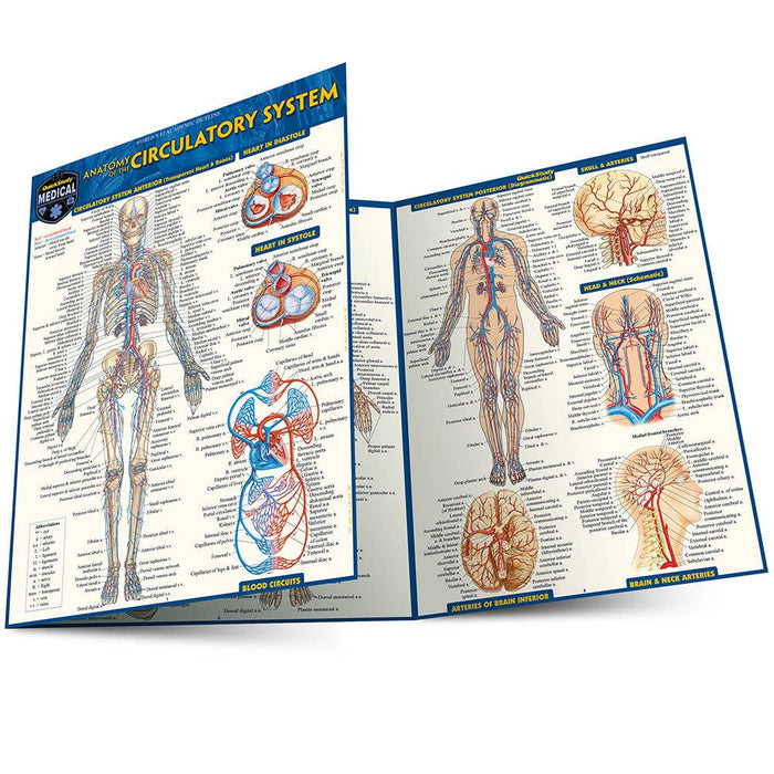Anatomy of The Circulatory System Guide