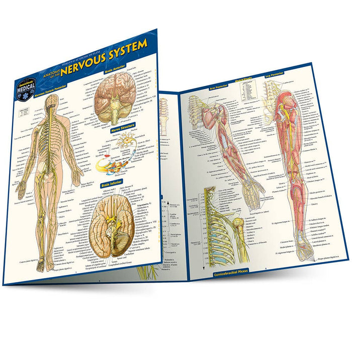 Anatomy of The Nervous System Guide