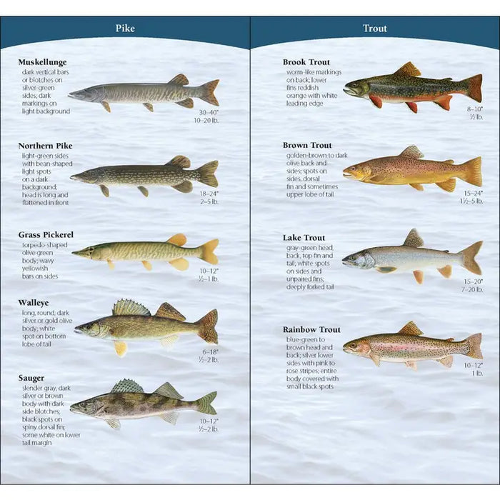 Fish of the Midwest