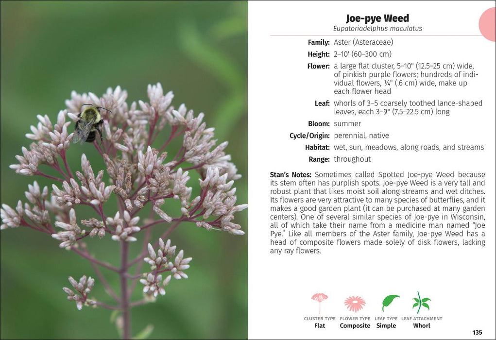 Wildflowers of Wisconsin