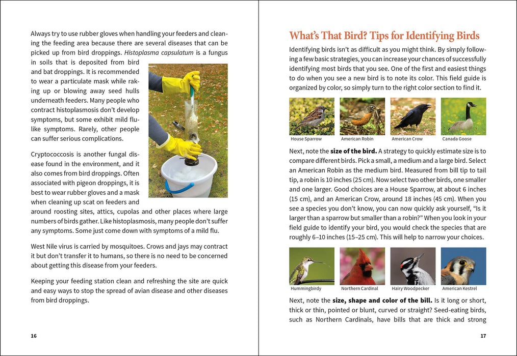 Midwest Birding for Beginners