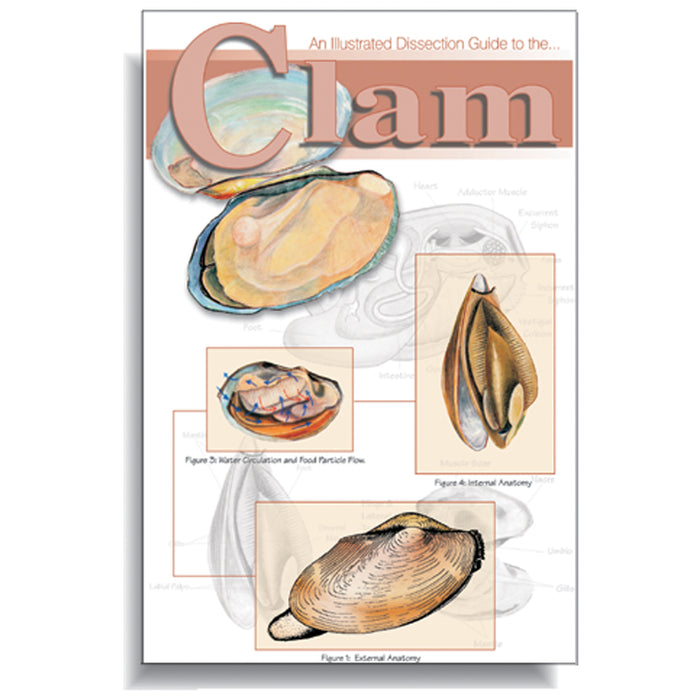 Clam Dissection Guide