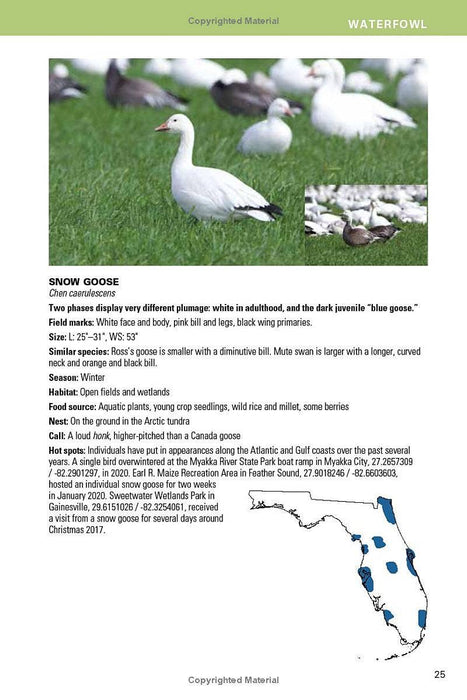 Birding Florida: Falcon Guide