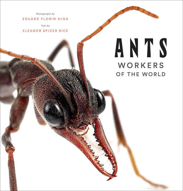 Ants: Workers Of The World