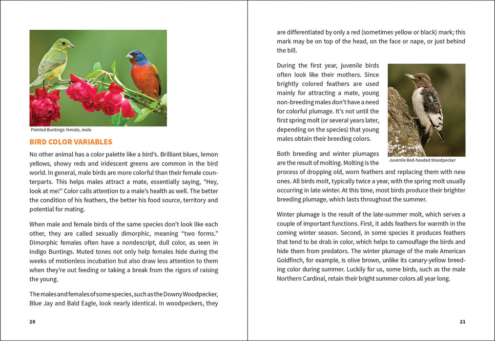 Midwest Birding for Beginners