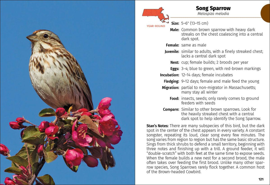 Birds of Massachusetts