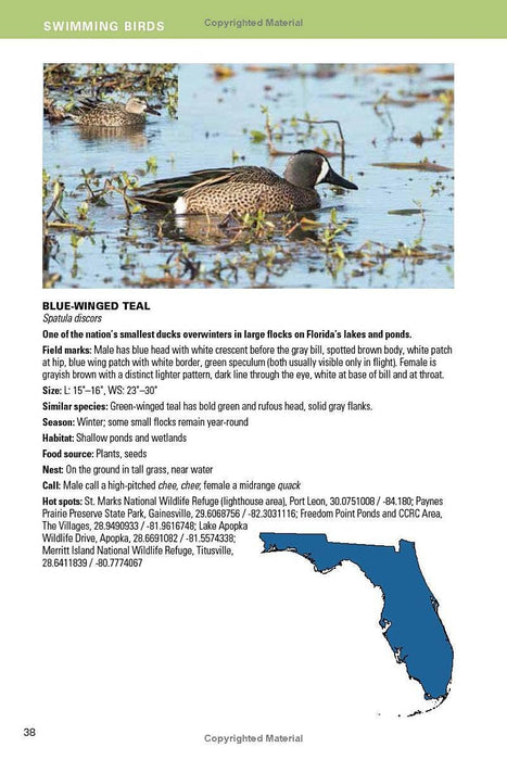 Birding Florida: Falcon Guide