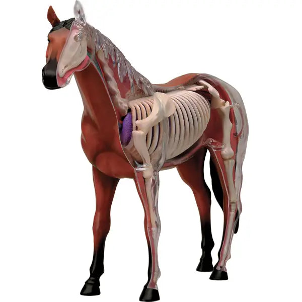 4D Vision Horse Model