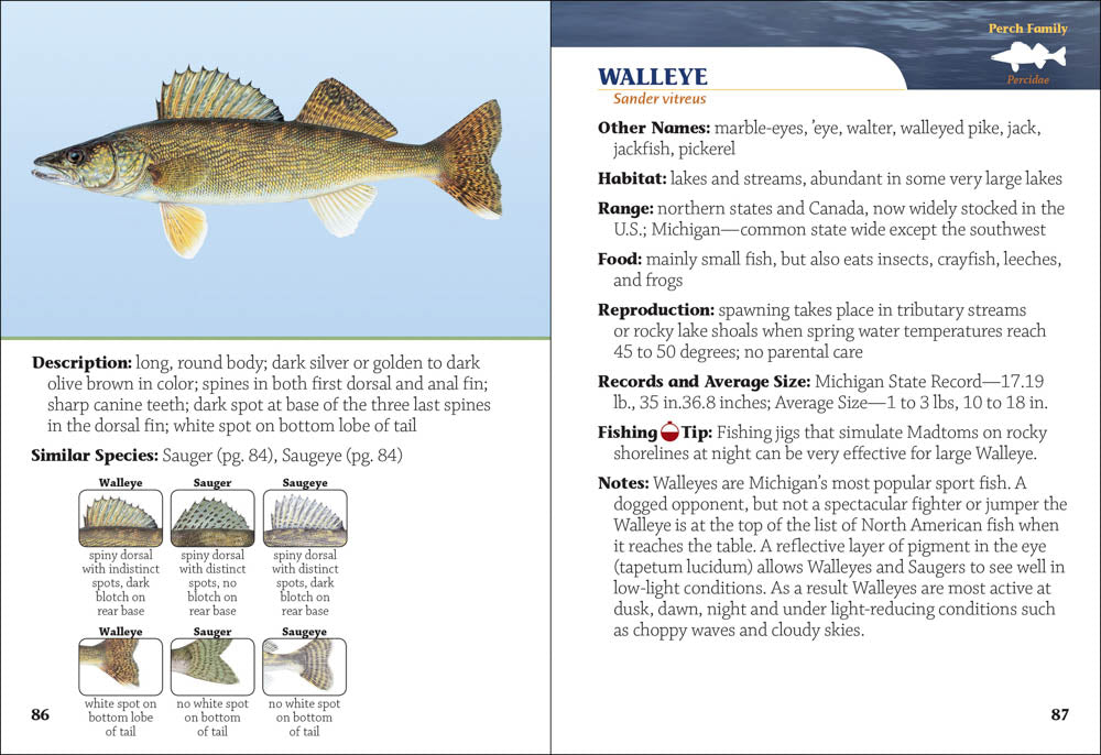 Fish of Michigan Field Guide