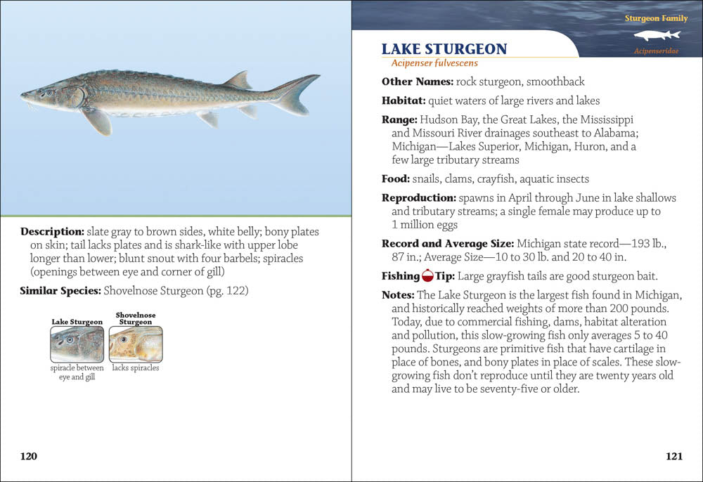 Fish of Michigan Field Guide