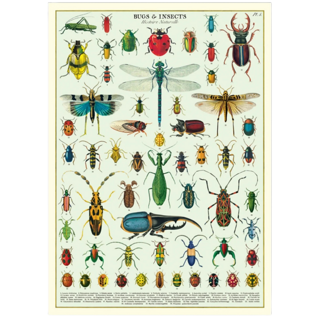 90s Insect Vintage Bugs & Insects Poster: Entomology Wall Art — Nature's Workshop Plus