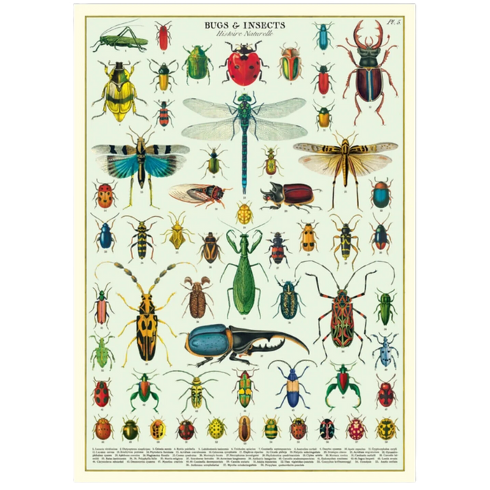 Retro Insect Ad Vintage Bugs & Insects Poster: Entomology Wall Art — Nature's Workshop Plus
