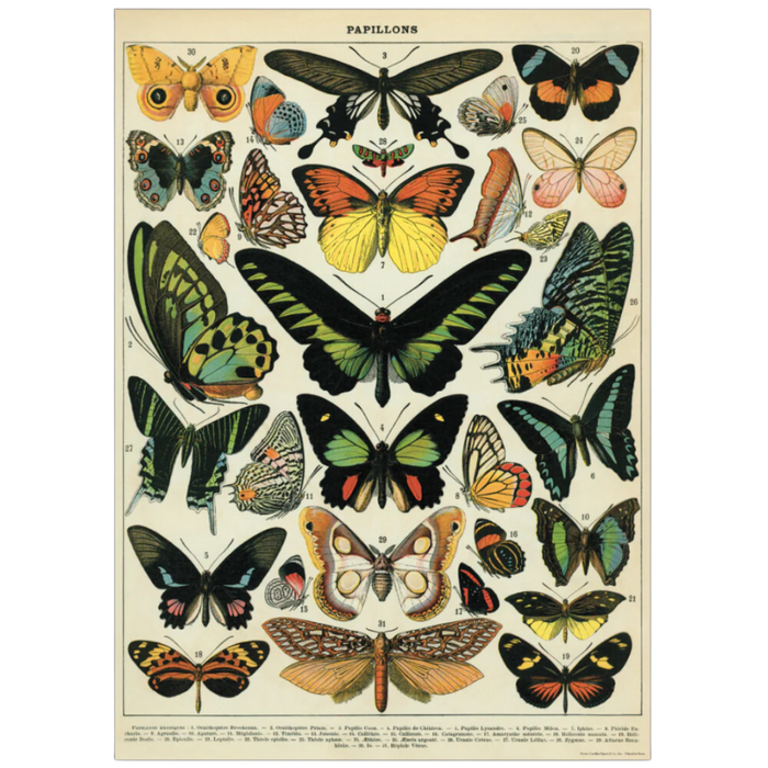 Vintage Butterflies Poster