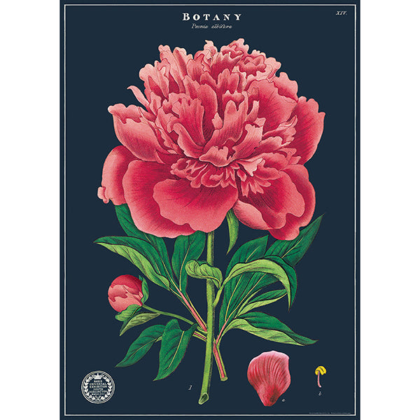 Botany Study Vintage Poster