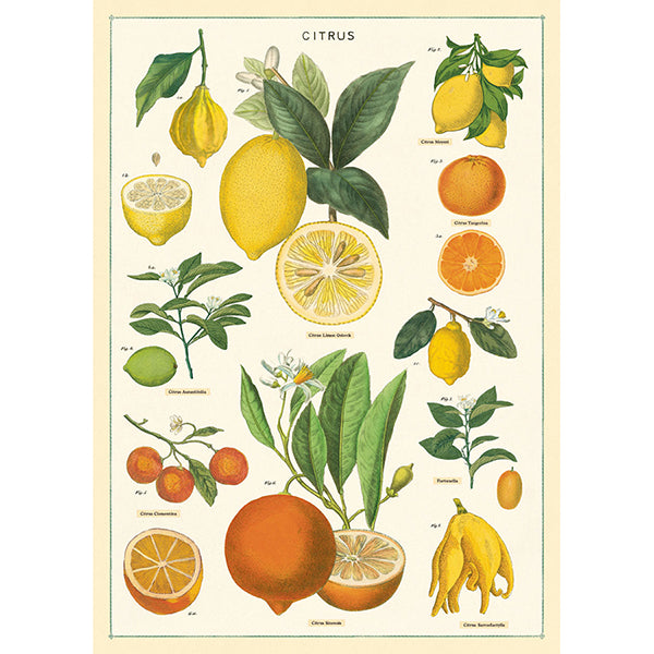 Citrus Vintage Poster