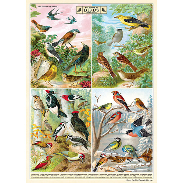 Field Guide to Birds Vintage Poster