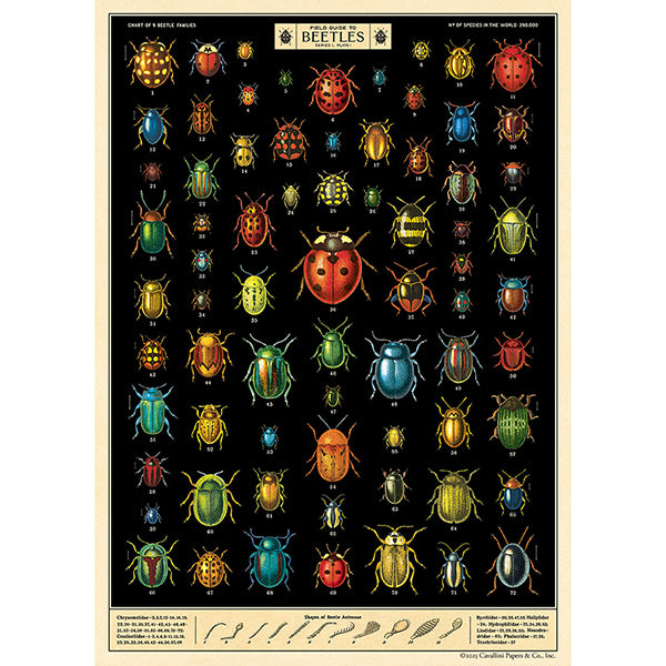 Field Guide to Beetles Vintage Poster