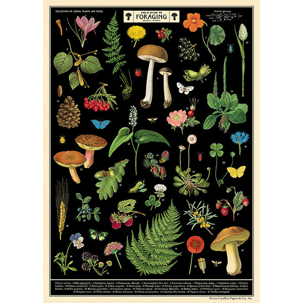 Field Guide to Foraging Vintage Poster