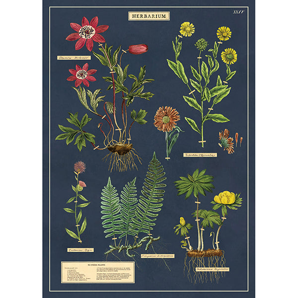 Herbarium Vintage Poster