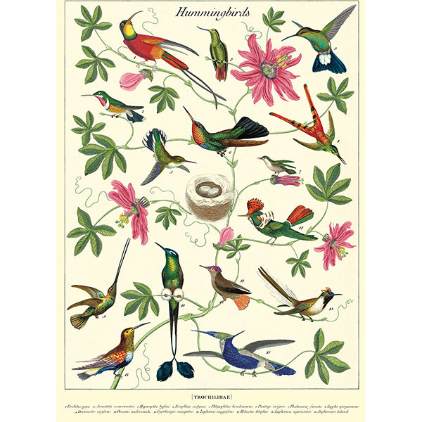 Hummingbirds Vintage Poster