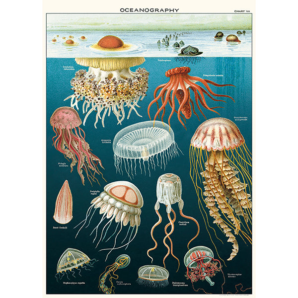 Jellyfish Vintage Poster