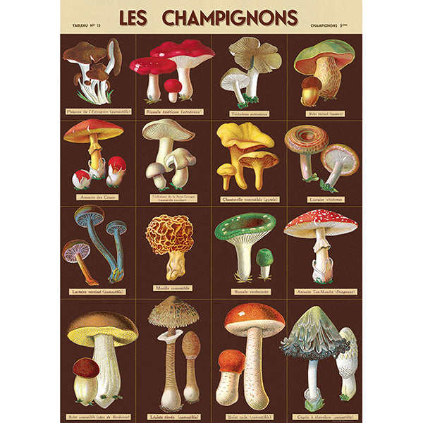 Mushrooms 3 Vintage Poster