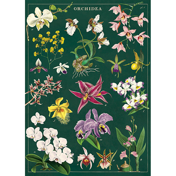 Orchid Vintage Poster