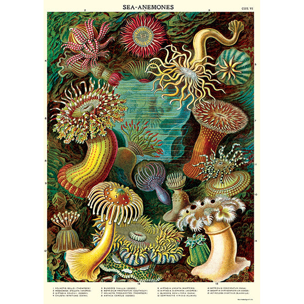 Sea Anemones Vintage Poster