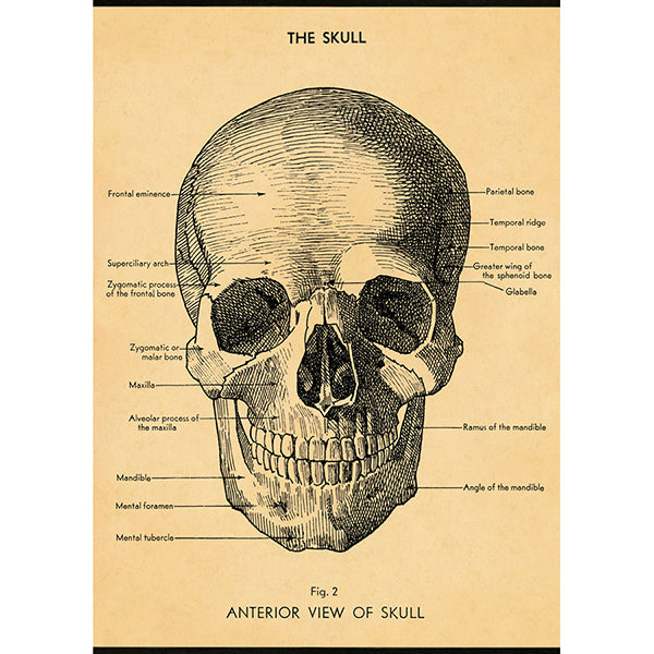 Skull Vintage Poster