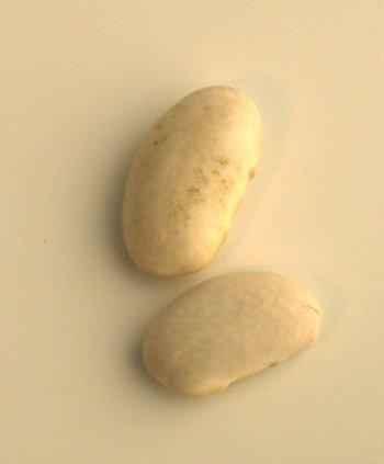 Bean seeds 2pk