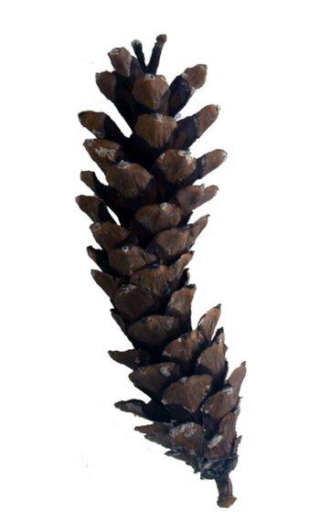 1.5 Inch Natural Lacquered Pine Cones Pick x 3 (1 Dozen)
