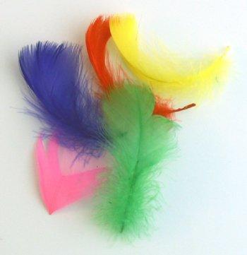Colorful Feathers- 5 — Nature's Workshop Plus