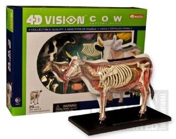 4D Cow Model