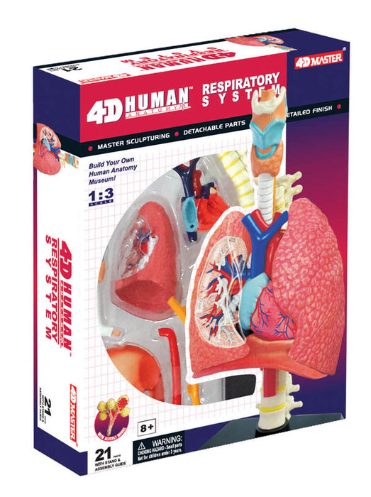 Respiratory System 4D