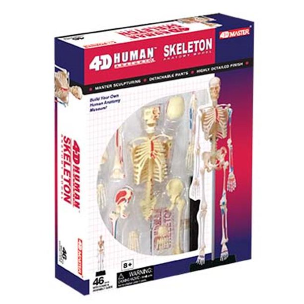 4D Skeleton Model