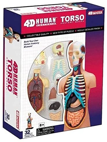 Human Anatomy Torso — Nature's Workshop Plus