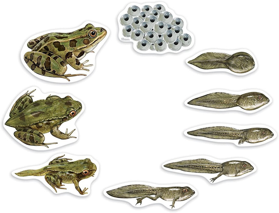 Frog Life Cycle-Magnetic