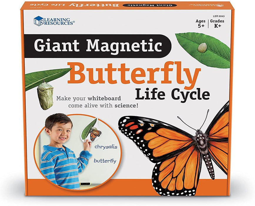 Butterfly Life Cycle-Magnetic