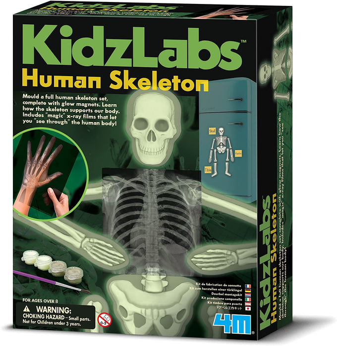 Glow Human Skeleton 4M