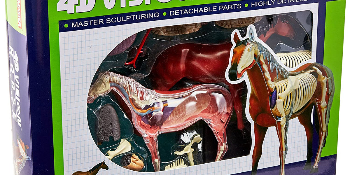 4D Vision Horse Model — Nature's Workshop Plus
