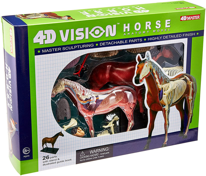 4D Vision Horse Model