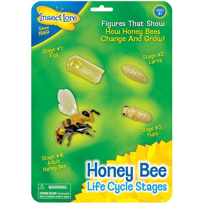 Bee Life Cycle Stages