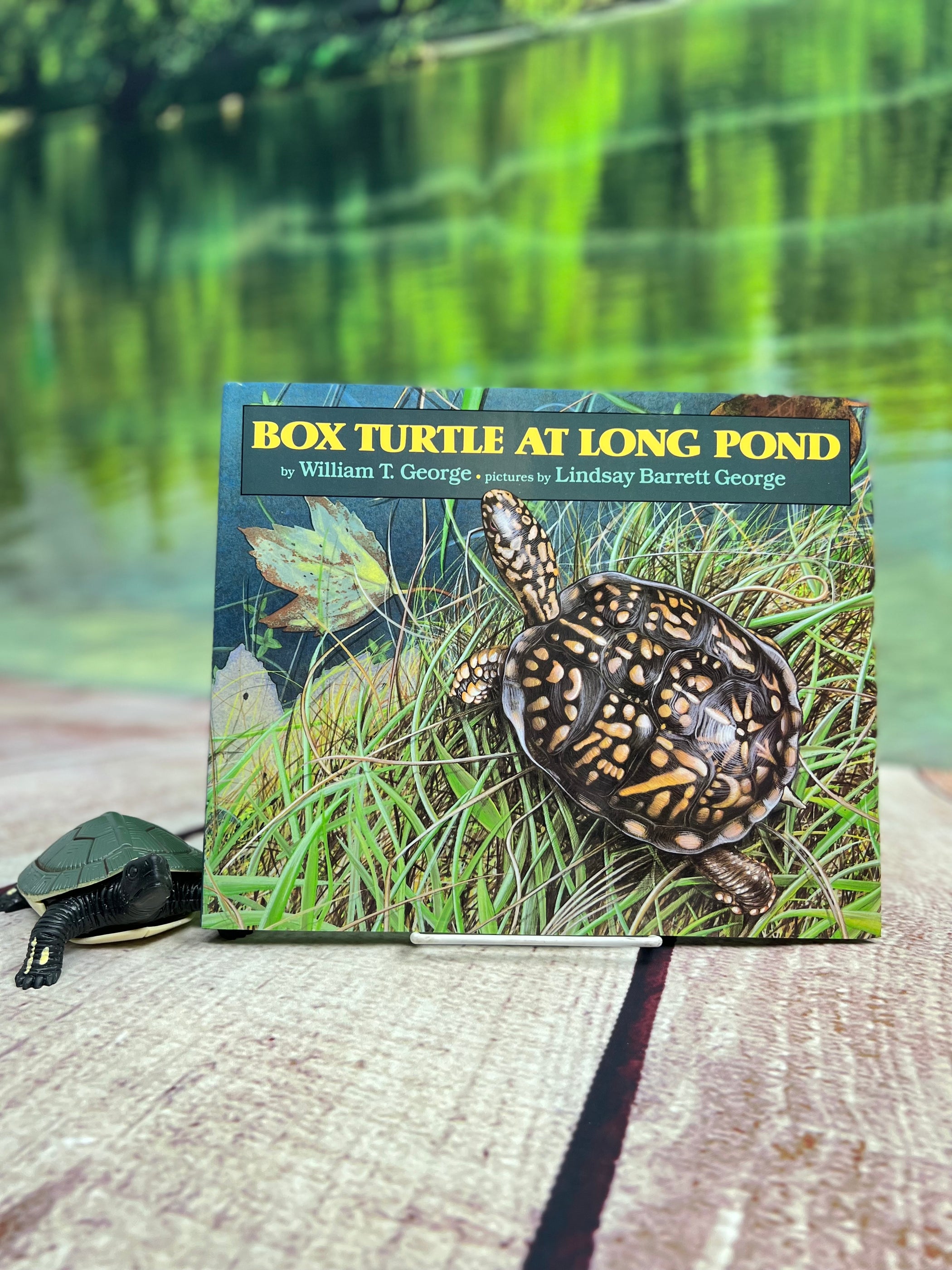Box Turtle at Long Pond Bundle! — Nature's Workshop Plus