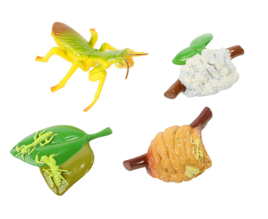Mantis Development Mantis Life Cycle Stages — Nature's Workshop Plus