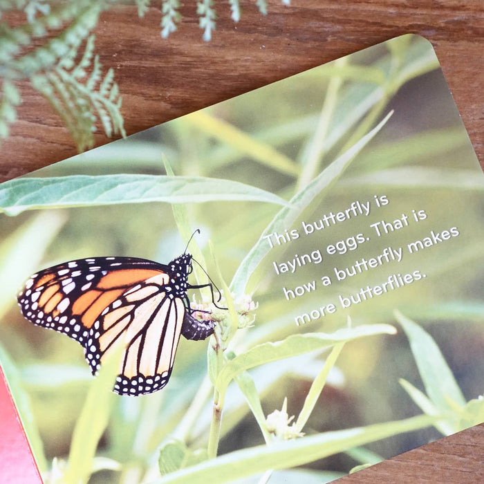 Caterpillar to Butterfly boardbook