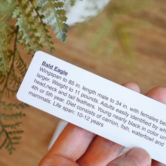 N Woods Guide Birds of Prey Key Chain