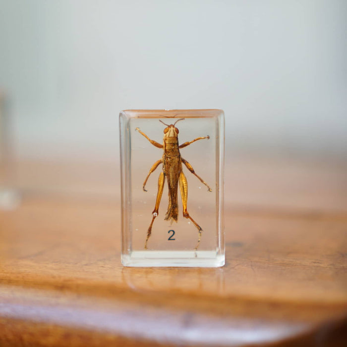 Bug Blocks-cricket locust etc