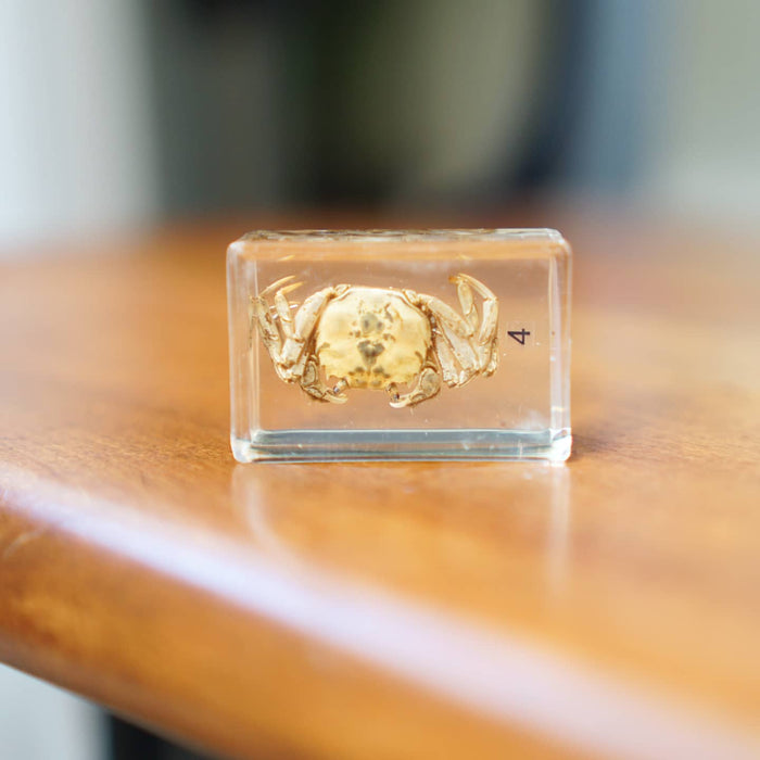 Bug Blocks-cricket locust etc